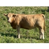 Image 3 : Bar 3 Ranches Ltd. - 930# September Delivery Grass Heifers - 66 Head (Erskine, AB)