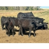 Image 12 : Thurston Newall Farms - 580# October Delivery Steer Calves - 105 Head (Nightingale, AB)