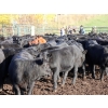 Image 4 : Keenan & Nicole Fletcher - 525# October Delivery Steer Calves - 110 Head (Williams Lake, BC)