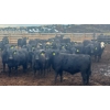 Image 2 : M.S. MacLean Livestock - 950# June Delivery Steers - 111 Head (Coaldale, AB)