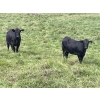 Image 4 : John Bland - 975# September Delivery Grass Heifers - 120 Head (Rimbey, AB)
