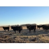 Image 4 : Rowdy Ross - 36 Black/Black X April/May Calving Bred Heifers (Langham, SK)
