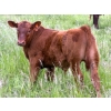 Image 2 : Murphy Farming Co. Inc. - 700# November Delivery Steer Calves - 85 Head (Calmar, AB)