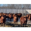 Image 5 : Hillcrest Farming Co. - 800# February Delivery Steers - 75 Head (Dundurn, SK)