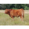 Image 5 : North Slope Farms - 615# November Delivery Steer Calves - 95 Head (Czar, AB)