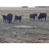 Image 2 : FA7 Ranch - 600# Steer Calves - 100 Head (Piapot, SK)