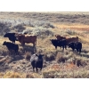 Image 2 : TNT Cattle Co. Ltd. - 500# October Delivery Steer Calves - 95 Head (Manyberries, AB)