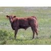 Sheerness Farms - 560# October Delivery Steer Calves - 35 Head (Sheerness, AB)