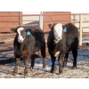 Image 5 : Bezan Cattle Corporation - 675# April Delivery Steers - 80 Head (Midale, SK)