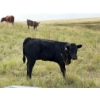 Image 7 : Circus Coulee Cattle (Robert & Jordy Hoff) - 510# November Heifer Calves - 95 Head (Dorothy, AB)