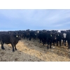 Image 3 : Jeremy & Gail Boulding - 615# March Delivery Heifers - 55 Head (Big Valley, AB)