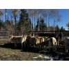 Image 6 : Cody & Brittany, Kirby & Cori Black - 560# October Delivery Steers - 100 Head (Water Valley, AB)