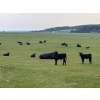 Image 2 : Hillside Contracting - 28 Black Angus Cow/Calf Pairs (Spirit River, AB)