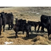 Image 3 : Birch Lake Ranch & W1 Ranching - 550# October Delivery Steer Calves - 100 Head (Medicine Hat, AB)