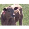 Image 2 : Joe & Elaine Ward - 685# October Delivery Heifer Calves - 20 Head (Kamloops, BC)