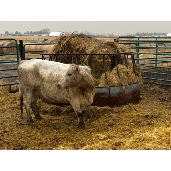 Donnelly Estate Dispersal - 1 Middle-Aged Cow (Pen 532)