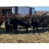 Image 2 : Dwayne Nicolay - 620# February Delivery Heifers - 60 Head (Rocky Mountain House, AB)