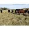 Image 3 : Marketa Land & Cattle - 1025# September Delivery Grass Steers - 120 Head (Botha, AB)