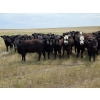 Image 6 : Wildcat Cattle Co. Ltd. - 800# July Delivery Grass Heifers - 50 Head (Redcliff, AB)