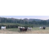 Image 6 : Wyatt & Meg Isaacson - 950# Sept/Oct Delivery Grass Steers - 61 Head (Killdeer, SK)