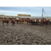 Image 2 : Ripple Rock Ranch - 790# March Delivery Weaned Heifers  - 278 Head (Fincastle, AB)