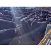 Image 7 : Layton Rosin Ranching - 550# October Delivery Steer Calves - 100 Head (Hanna, AB)