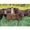 Image 4 : CTE Mueller Farms - 640# October Delivery Steer Calves - 60 Head (Olds, AB)