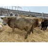 Crooked Creek Farms - 4 Charolais X Cows (Pen 522)