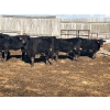Image 8 : Wade Fewings - 650# March/April Delivery Steers - 71 Head (Pierson, MB) VBP+