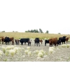 Image 2 : Right Cross Ranch - 525# November Delivery Steer Calves - 300 Head (Gapview, SK)