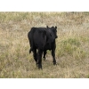 Image 6 : Owen & Karen Francis - 540# Heifer Calves - 45 Head (Hanna, AB)