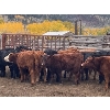 Image 5 : Beaver Ranch - 525# Steer Calves - 110 Head (Quilchena, BC)