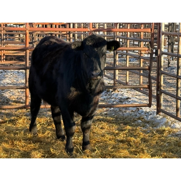 Running M Farms - 1 Heifer (Pen 425)