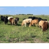 Image 8 : Turtleview Livestock - 870# September Delivery Grass Heifers - 68 Head (Goodlands, MB) VBP+