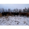 Image 10 : Chris Bartel - 900# March Delivery Heifers - 70 Head (Fort Vermilion, AB)