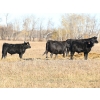 Image 2 : Poirier Prairie Ag. Ventures - 525# November Delivery Steer Calves - 110 Head (Redvers, SK)
