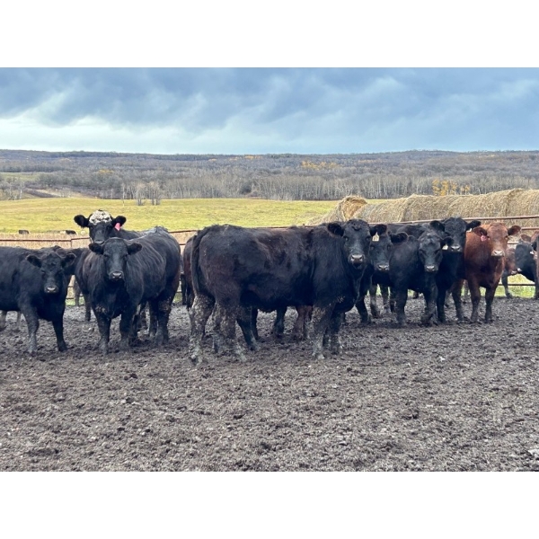 Turtleview Livestock - 940# November Delivery Heifers - 64 Head (Goodlands, MB) VBP+