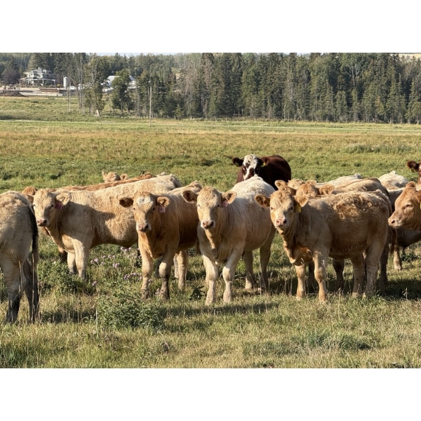 FM Livestock / Anchor P Farms - 675# November Delivery Steer Calves - 50 Head (Bentley, AB)
