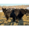 Image 12 : Salty Fox Farms - 50 Black Simm X Bred Heifers (Fork River, MB)