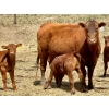 Image 3 : Meyer Cattle Inc. - 20 Red Angus X 2nd Calf Pairs (Lethbridge, AB)