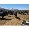 Image 4 : M.S. MacLean Livestock - 1000# May Delivery Steers - 78 Head (Coaldale, AB)