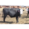 Image 2 : A&S Farms - 30 BWF Replacement Heifers (Coaldale, AB)