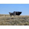 Image 3 : Farming Valley Ranch (Ben Tateson) - 540# November Delivery Heifer Calves - 100 Head (Cereal, AB)