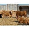 Image 3 : Rusty Ridge Cattle Co. Ltd. - 950# February Delivery Steers - 120 Head (Bowden, AB)