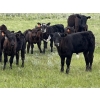 Image 2 : Dwayne Oborowsky - 560# October Delivery Steer Calves - 45 Head (Denholm, SK)