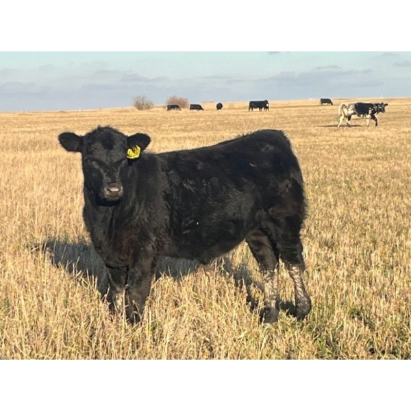 HLRC Ltd. - 615# November Steer Calves - 95 Head (Halkirk, AB)