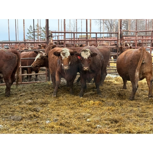 Spruce Ridge Farms - 6 4-5 Year-Old Cows (Pen 519)