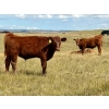 Image 11 : Wilson Grande Coulee Ranch - 650# Sept/Oct Delivery Steer Calves - 52 Head (East Coulee, AB) VBP+