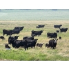 Josh Maser - 530# November Delivery Steer Calves - 195 Head (Elkwater, AB)