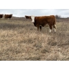 Image 16 : C & L Livestock - 29 Red Mature 3-Way Pairs (Edam, SK) VBP+